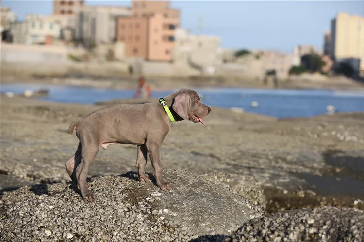 3M Reflective Neoprene Dog Collar – Soft Padded Adjustable Nylon for Small & Large Dogs