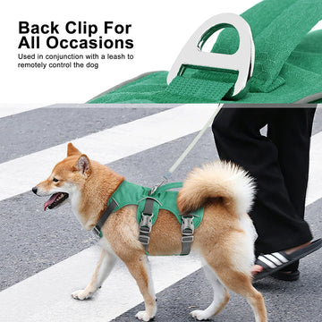 Dog wearing a green No Pull Reflective Dog Harness with a back clip on a road