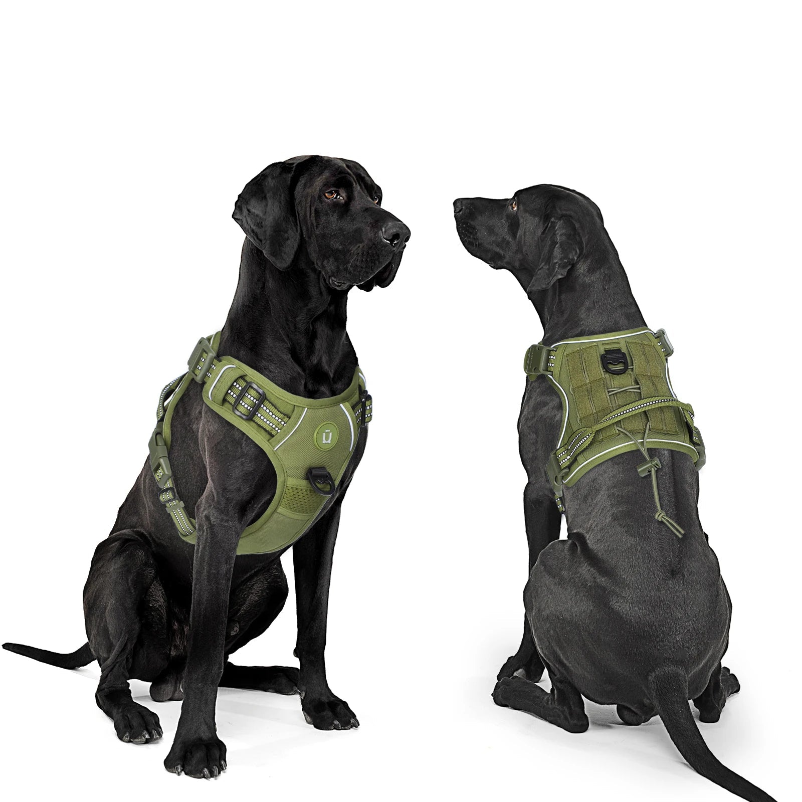 Two dogs wearing green tactical harnesses with multiple hook and loop panels and elastic straps.