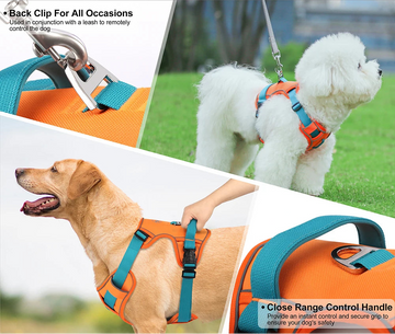 Dog harnesses with back clip and close range control handle on a grassy background