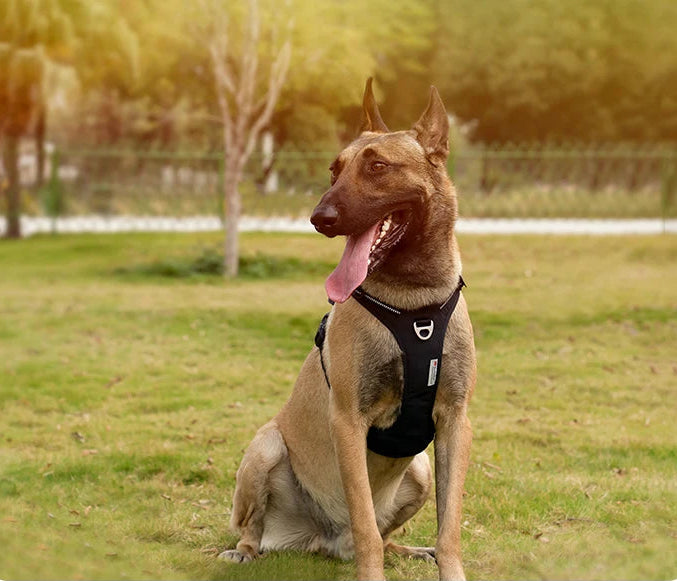 Dog wearing a harness sitting on grass with trees in the background