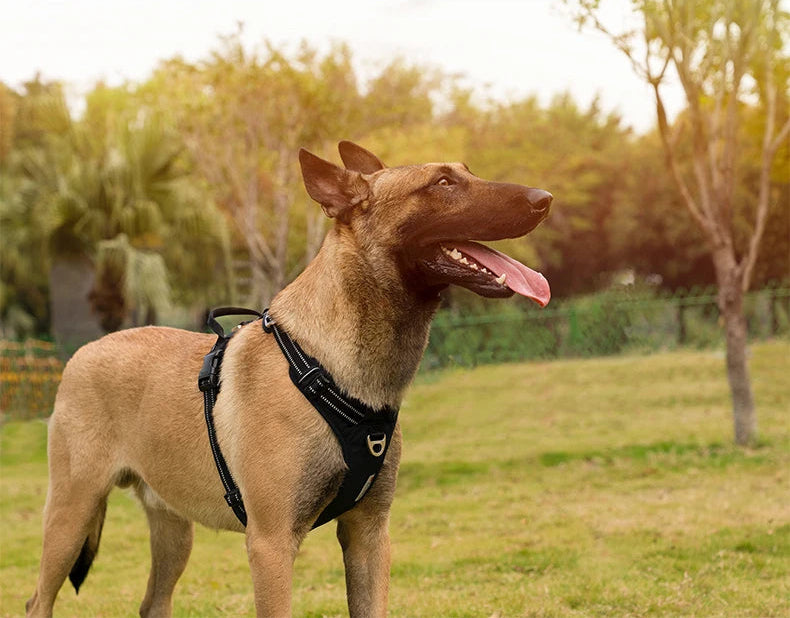 Dog wearing a harness in a park with trees and grass in the background